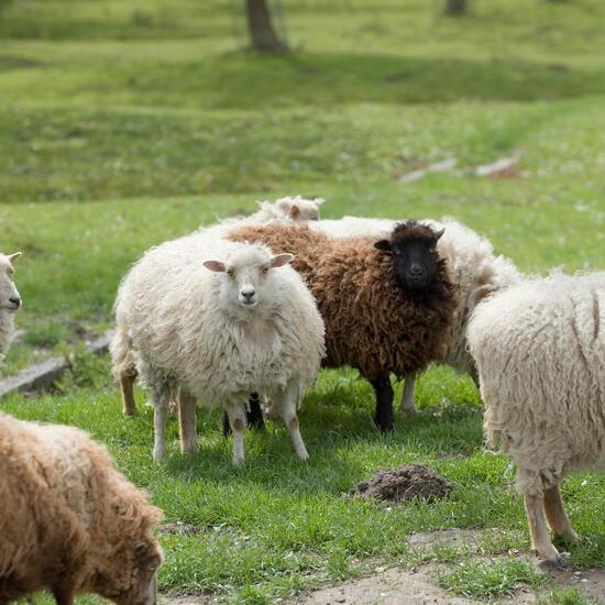 Domesticated sheep: Animal in habitat Grassland in the NatureSpots App