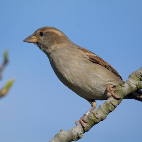 Haussperling: Tier in der Natur in der NatureSpots App