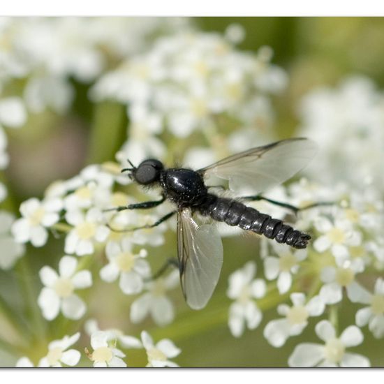 Bibio marci: Animal in habitat Buffer strip in the NatureSpots App