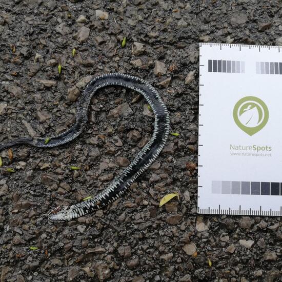 Serpentes: Tier im Habitat Fluss in der NatureSpots App