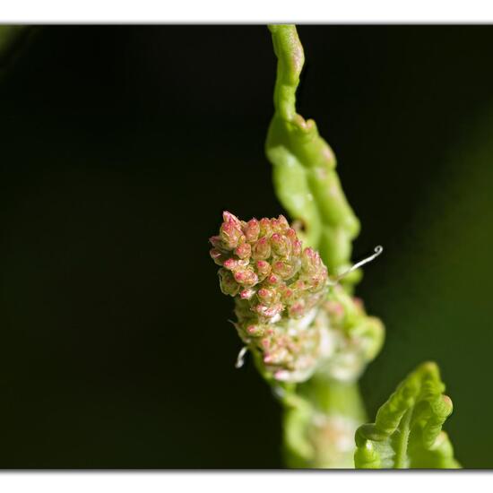 Wiesen-Sauerampfer: Pflanze im Habitat Garten in der NatureSpots App