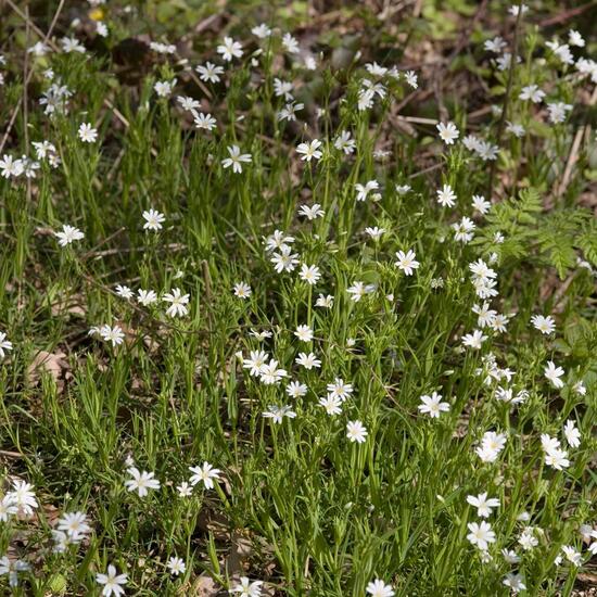 Greater stitchwort: Plant in nature in the NatureSpots App