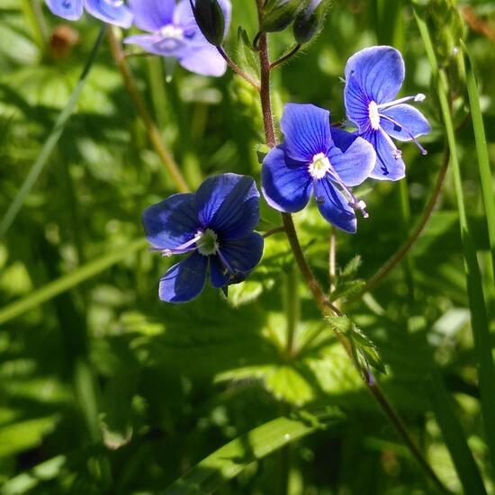 Gamander-Ehrenpreis: Pflanze im Habitat Garten in der NatureSpots App