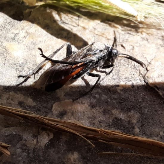 Macrophya annulata: Tier im Habitat Stadt und Garten in der NatureSpots App