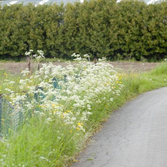 Landschaft: Stadt und Garten im Habitat Strasse/Verkehr in der NatureSpots App