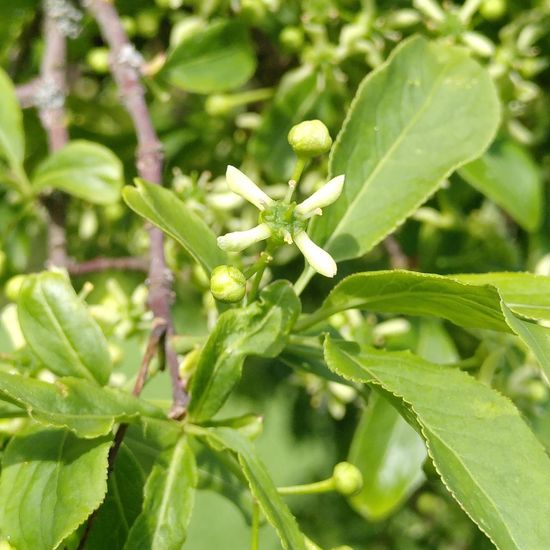 Gewöhnlicher Spindelstrauch: Pflanze im Habitat Ackerrandstreifen in der NatureSpots App