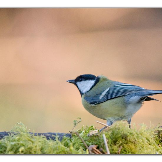 Great Tit: Animal in habitat Backyard in the NatureSpots App