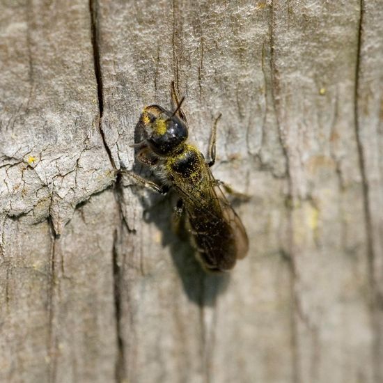 Chelostoma florisomne: Tier im Habitat Grasland und Büsche in der NatureSpots App