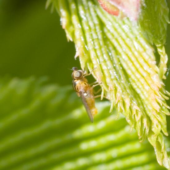 Halmfliegen: Tier im Habitat Garten in der NatureSpots App