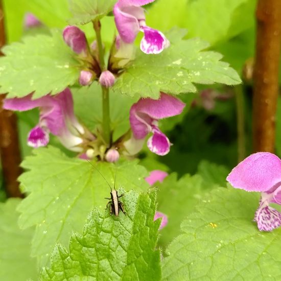 Gemeine Strauchschrecke: Tier im Habitat Garten in der NatureSpots App