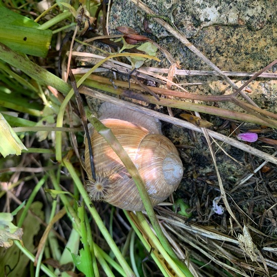 Weinbergschnecke: Tier im Habitat Garten in der NatureSpots App