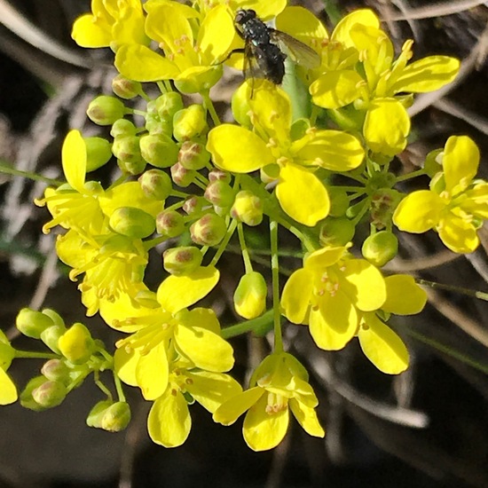 Biscutella laevigata: Plant in habitat Rock areas in the NatureSpots App