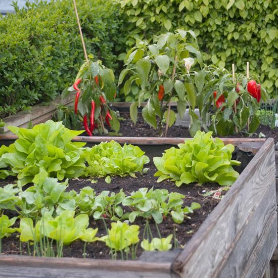 Landschaft: Stadt und Garten im Habitat Garten in der NatureSpots App