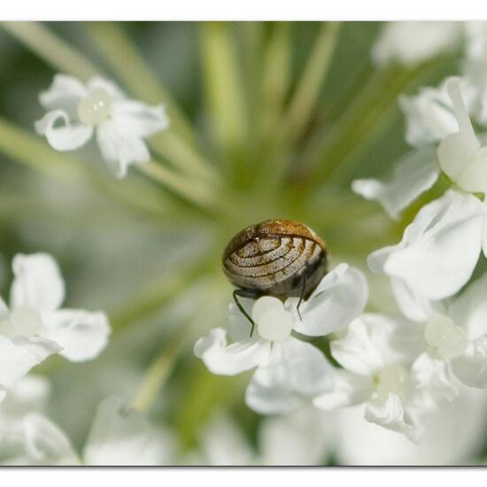 Varied carpet beetle: Animal in habitat Garden in the NatureSpots App