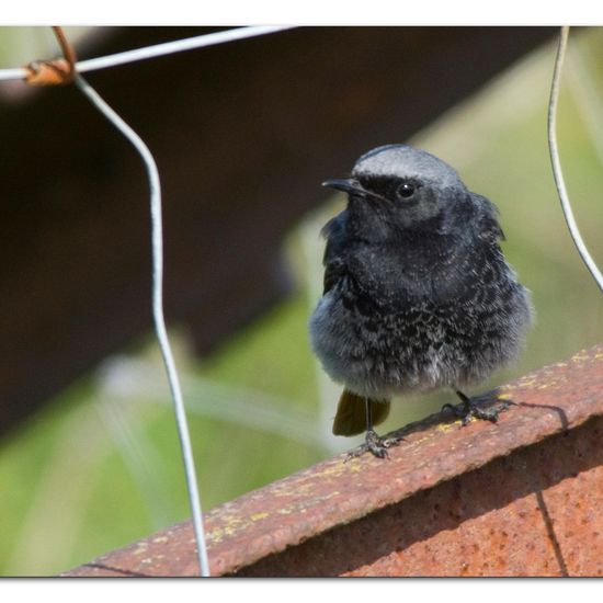 Black Redstart: Animal in habitat Backyard in the NatureSpots App