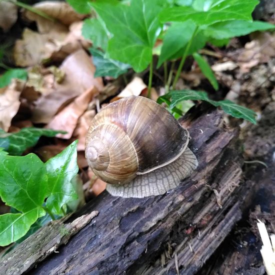 Weinbergschnecke: Tier im Habitat Wald der gemäßigten Breiten in der NatureSpots App