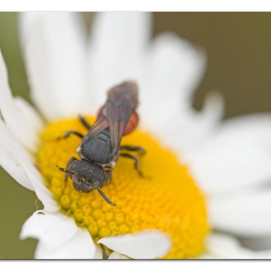 Sphecodes albilabris: Animal in habitat Road or Transportation in the NatureSpots App