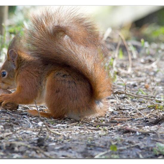 Eurasisches Eichhörnchen: Tier im Habitat Hinterhof in der NatureSpots App