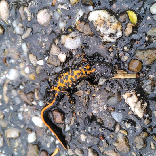 Italian crested newt: Animal in habitat Road or Transportation in the NatureSpots App