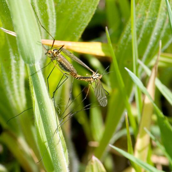 Nephrotoma appendiculata: Tier im Habitat Halb-natürliches Grasland in der NatureSpots App