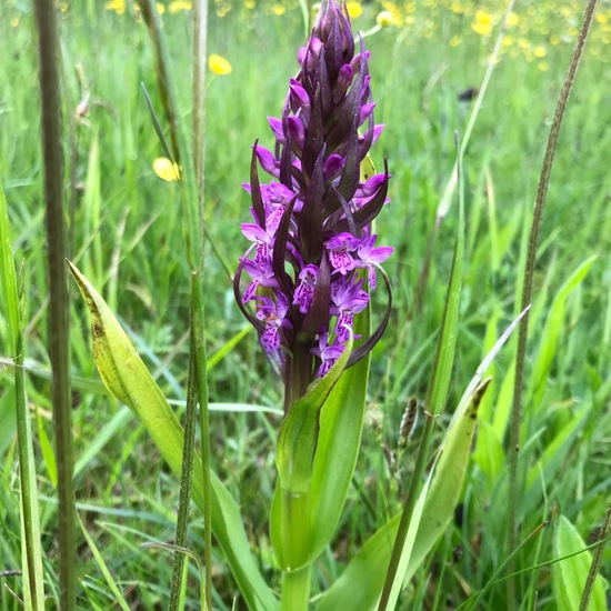 Fleischfarbenes Knabenkraut: Pflanze im Habitat Naturnahe Wiese in der NatureSpots App