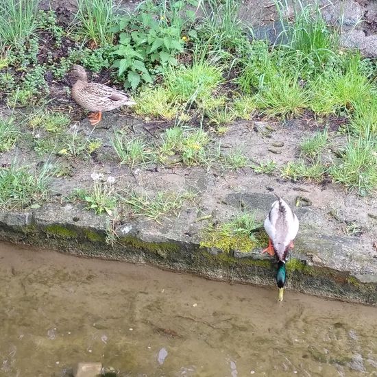 Stockente: Tier im Habitat Bach in der NatureSpots App