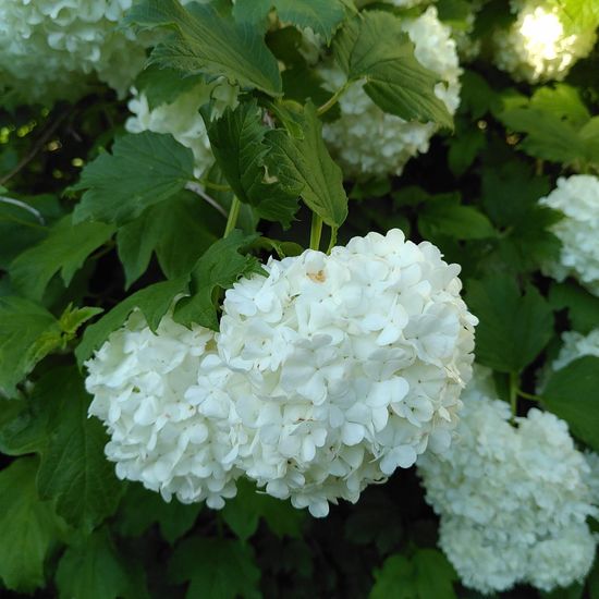 Gewöhnlicher Schneeball: Pflanze im Habitat Hecke/Blumenbeet in der NatureSpots App