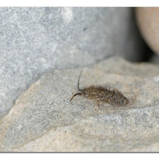 Orchesella villosa: Animal in habitat Garden in the NatureSpots App