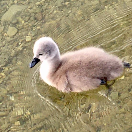 Mute swan: Animal in habitat Lake in the NatureSpots App