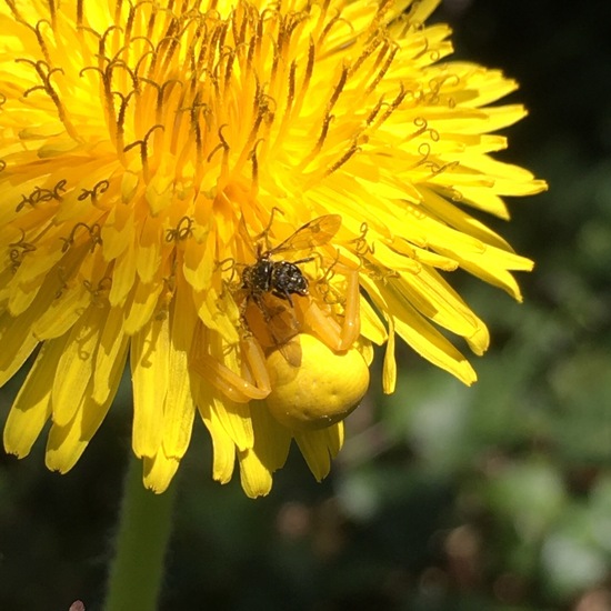 Veränderliche Krabbenspinne: Tier im Habitat Garten in der NatureSpots App