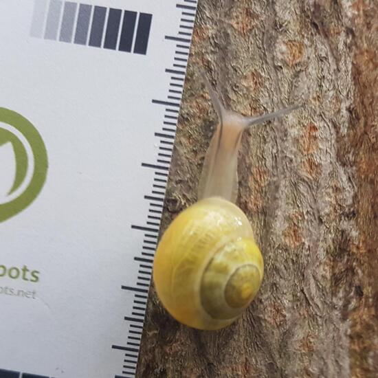 Gastropoda: Animal in habitat Shrubland in the NatureSpots App