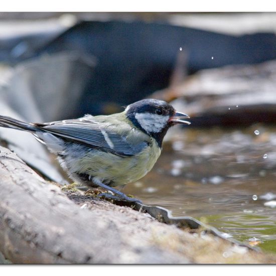 Kohlmeise: Tier im Habitat Hinterhof in der NatureSpots App