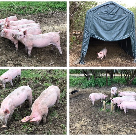 Pig: Animal in habitat Pastures in the NatureSpots App