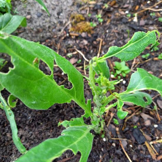 Nachtviolen: Pflanze im Habitat Garten in der NatureSpots App