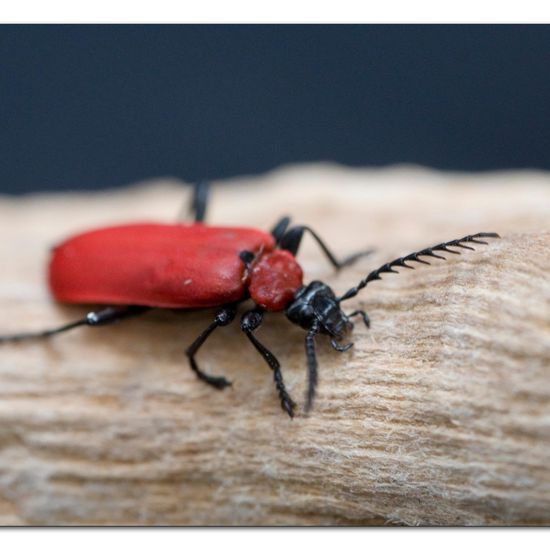 Scharlachroter Feuerkäfer: Tier im Habitat Garten in der NatureSpots App