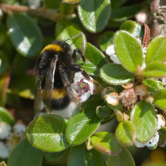 Dunkle Erdhummel: Tier im Habitat Garten in der NatureSpots App