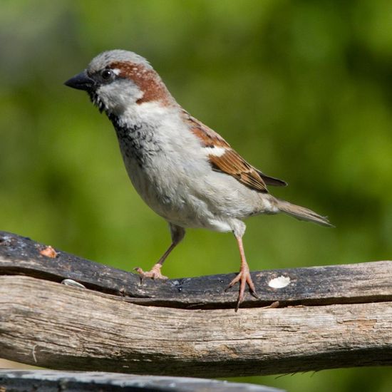 Landschaft: Stadt und Garten im Habitat Garten in der NatureSpots App