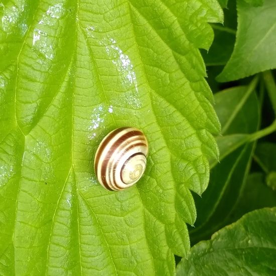 Garten-Bänderschnecke: Tier im Habitat Ackerrandstreifen in der NatureSpots App