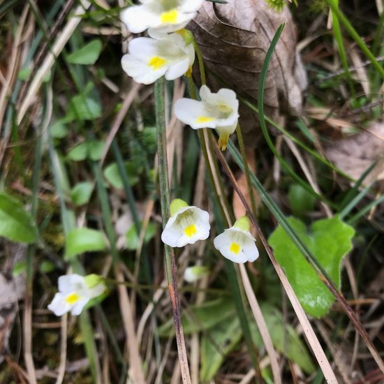 Pinguicula alpina: Plant in habitat Rock areas in the NatureSpots App