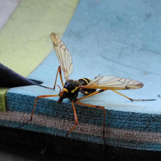 Ctenophora flaveolata: Tier im Habitat Garten in der NatureSpots App