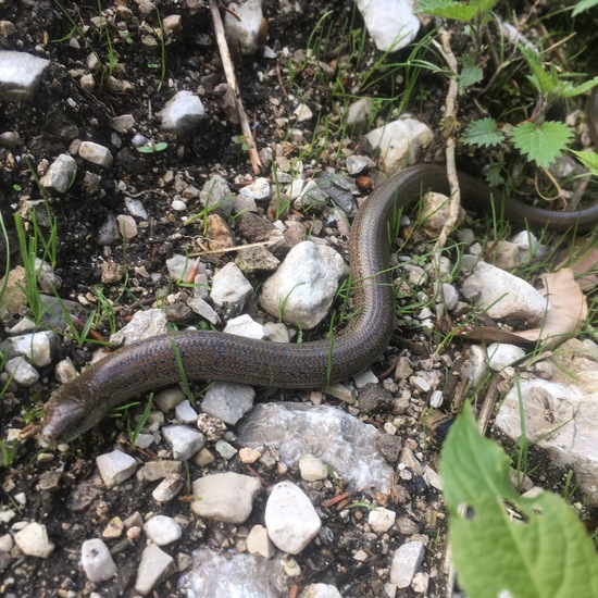 Blindschleiche: Tier im Habitat Wald der gemäßigten Breiten in der NatureSpots App