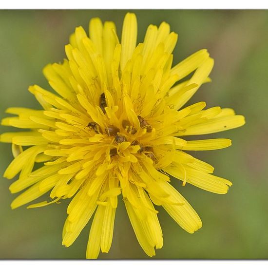 Himbeerkäfer: Tier im Habitat Naturnahe Wiese in der NatureSpots App