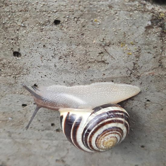 White-lipped snail: Animal in habitat City and Urban in the NatureSpots App