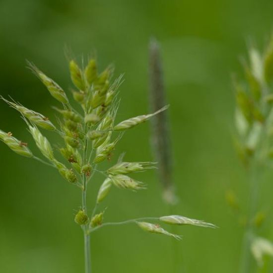 Bromus hordeaceus: Plant in habitat Road or Transportation in the NatureSpots App