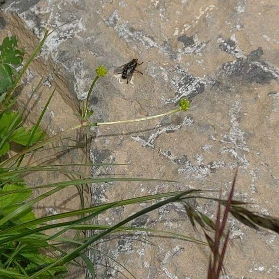 Echte Fliegen: Tier im Habitat Halb-natürliches Grasland in der NatureSpots App