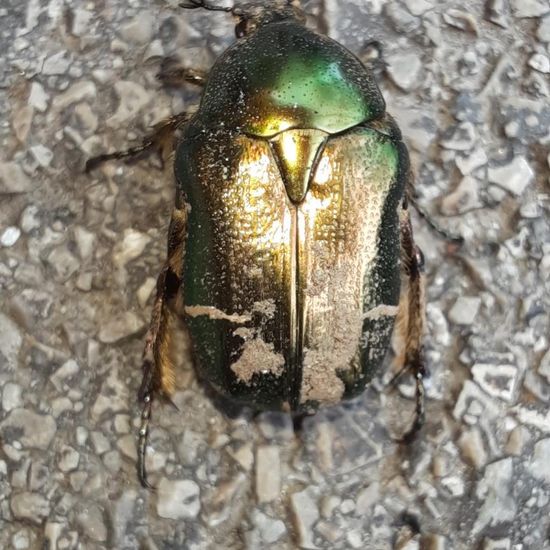 Goldglänzender Rosenkäfer: Tier in der Natur in der NatureSpots App