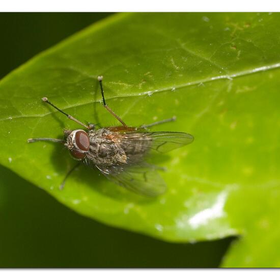 Phaonia tuguriorum: Tier im Habitat Garten in der NatureSpots App