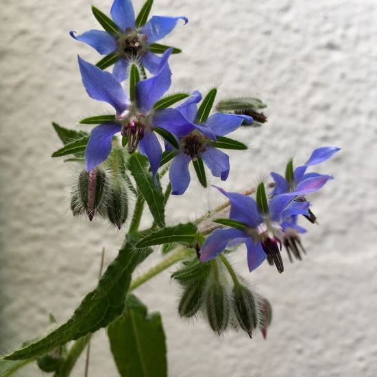 Borage: Plant in habitat Garden in the NatureSpots App