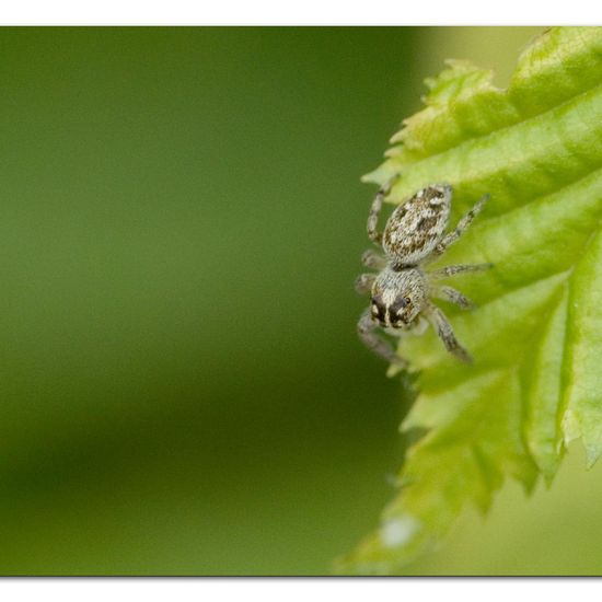 Macaroeris nidicolens: Tier im Habitat Garten in der NatureSpots App