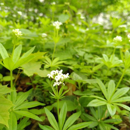 Waldmeister: Pflanze im Habitat Wald der gemäßigten Breiten in der NatureSpots App